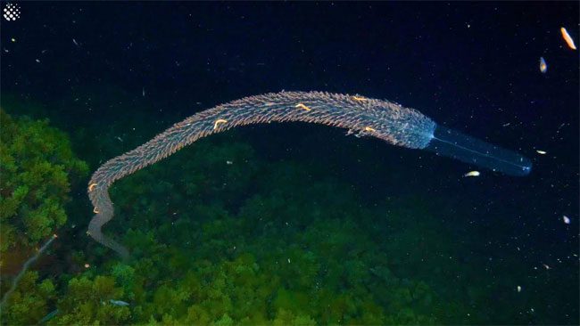 This is the creature named Forskalia edwardsi from the Siphonophore family swimming near the ocean floor