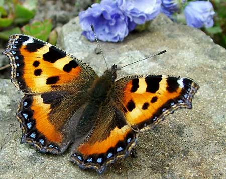 SmallTortoiseshell