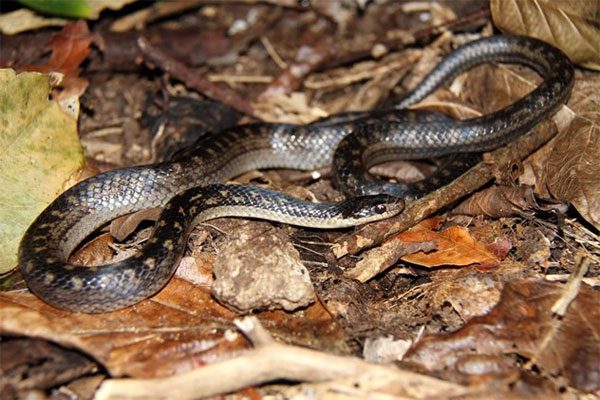 10 rarest snake species on the verge of extinction