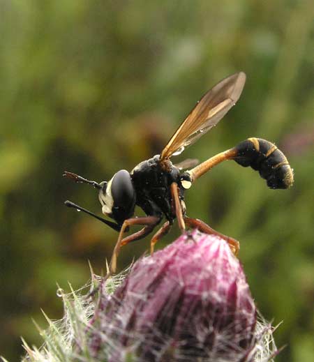 Thick HeadedFly