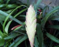 Tillandsia lindenii1 1