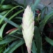 Tillandsia lindenii1