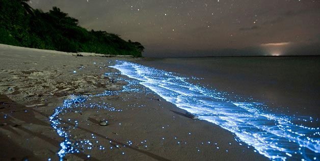 The concentration of bioluminescent plankton creates a sparkling effect on the beach of Vaadhoo Island during a moonless night.