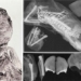 accidentally took ct expert detects the secret of 3 mummies inside each other causing a sensation 115 years ago 137923