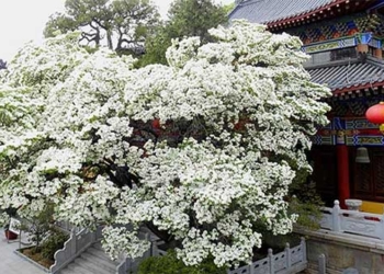 admire 3 rare snow flower trees being nationally protected in china 125636