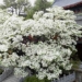 admire 3 rare snow flower trees being nationally protected in china 125636