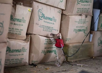 africa trains mice to detect smuggled goods 137597