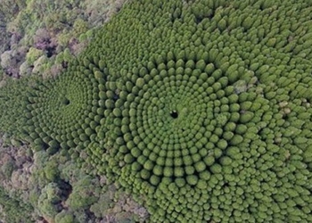 amazing circle leaves lung in japan alien thought 126628