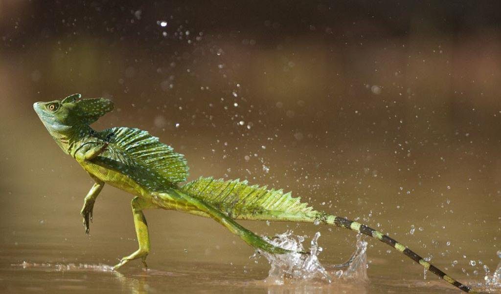 The Jesus Lizard can run on water.