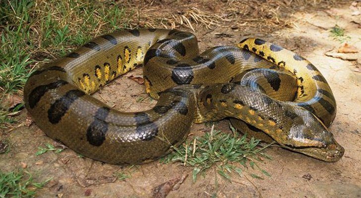 The Anaconda is the largest snake in the world.