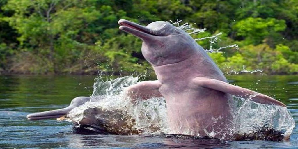 The Pink Dolphin is the smartest dolphin species.