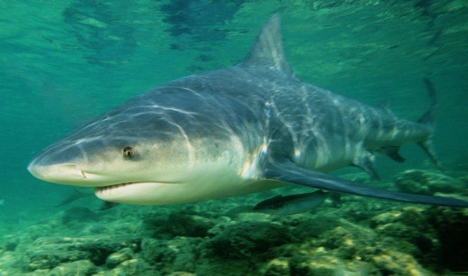 The Bull Shark is one of the most dangerous shark species in the world.