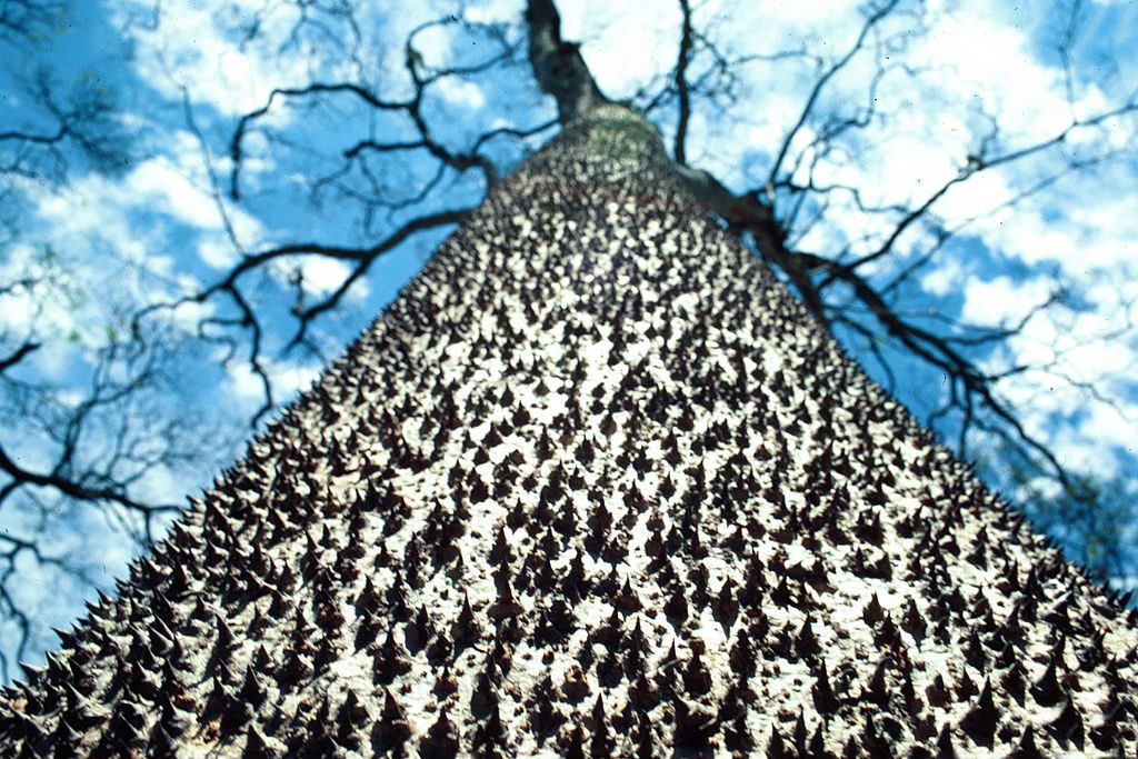 The Sandbox Tree is also known as the dynamite tree.