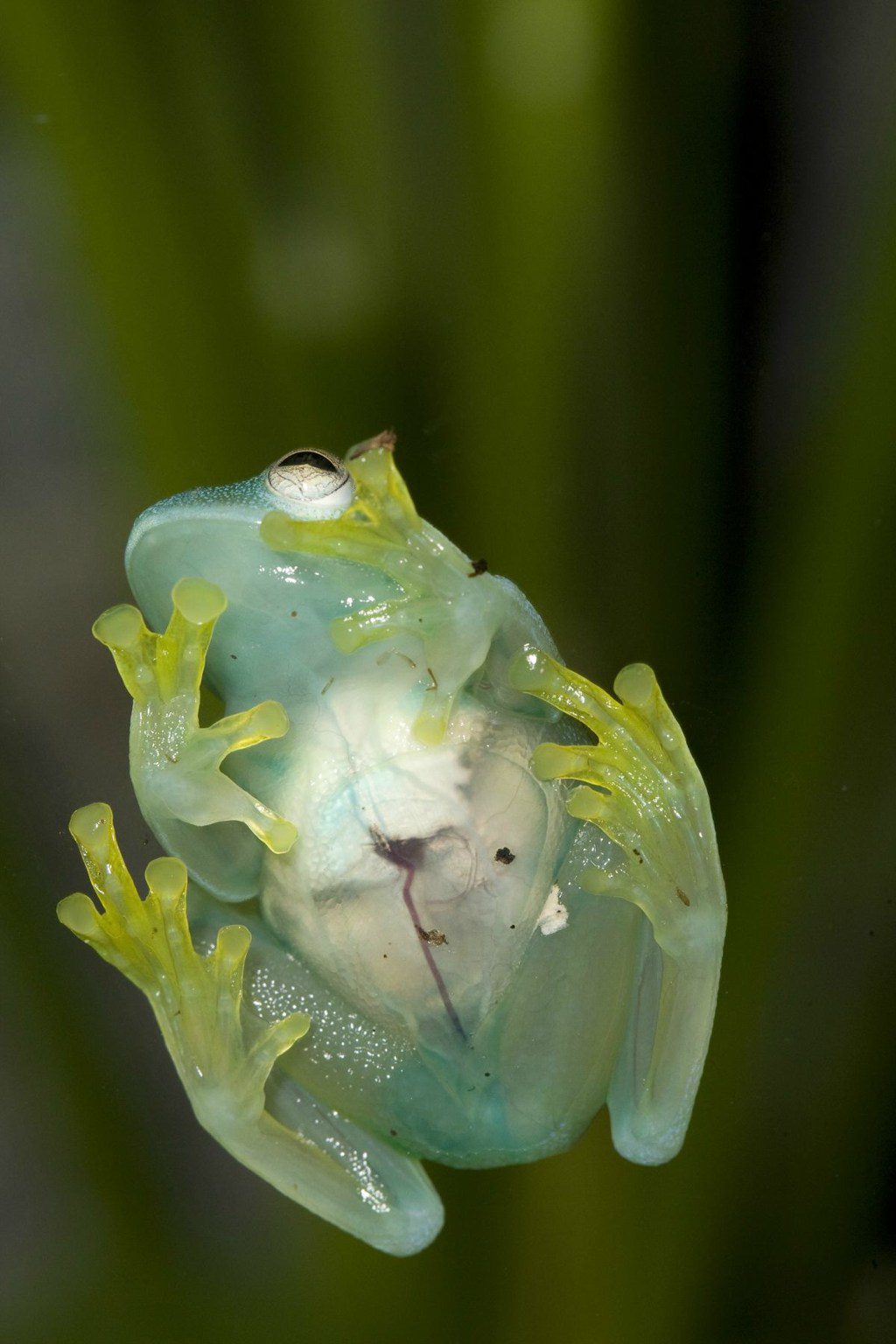 With its transparent skin, you can see the internal organs of the glass frog.