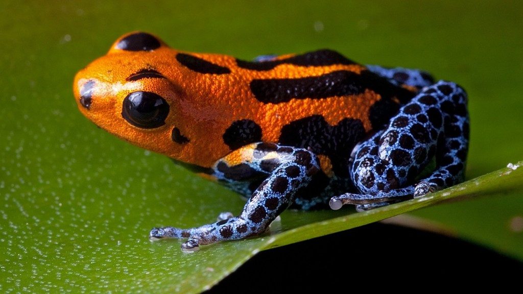 The Poison Dart Frog has vibrant colors to warn other animals of its danger.