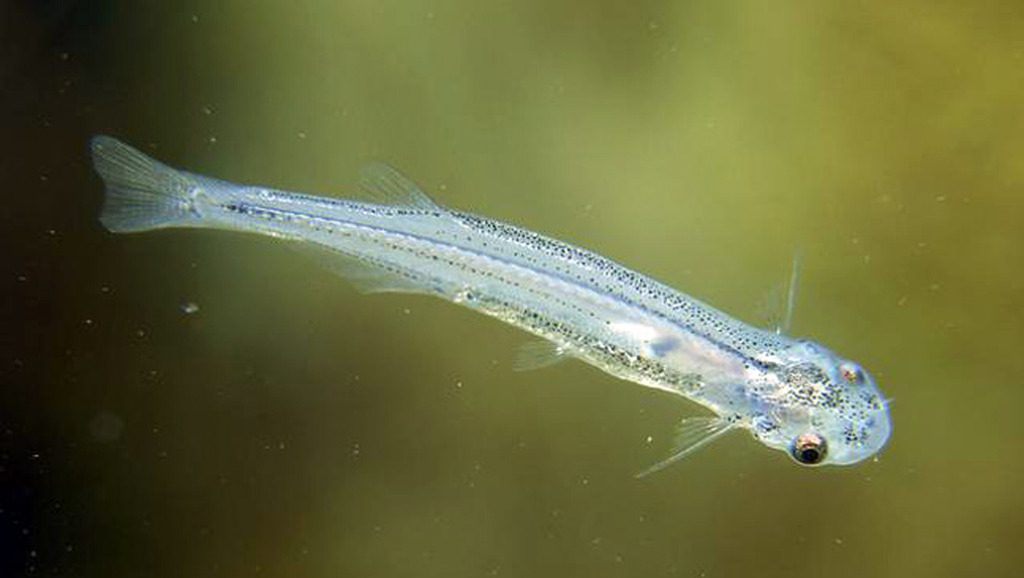 The Candiru fish is a small fish that seems harmless but is one of the scariest parasites on the planet.