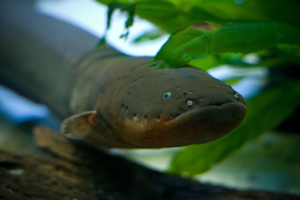 The electric eel can emit electric shocks to paralyze prey and illuminate underwater to see around.