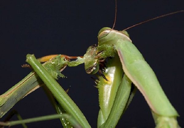 Female Praying Mantis decapitates the male during mating