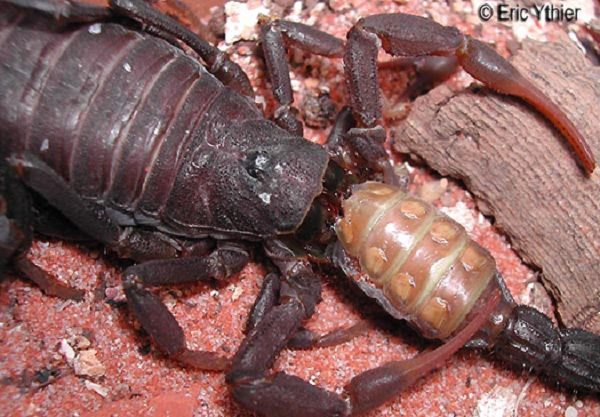 Scorpions often eat the defeated after a fight