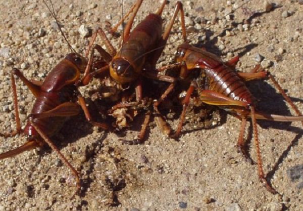 Exhausted Mormon crickets become food for their kind