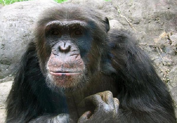 Chimpanzees are also known to engage in cannibalism