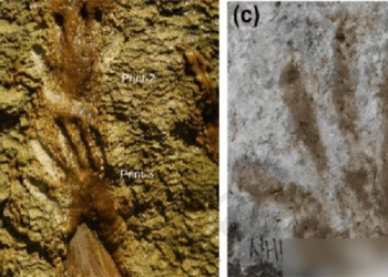 ancient strawberry on the highlands of thanh hai west tang bang unique evidence of human evolution 137195