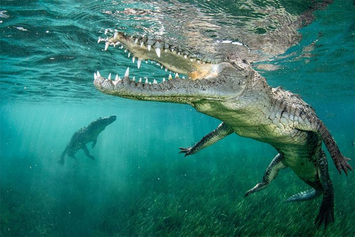 Crocodile photo