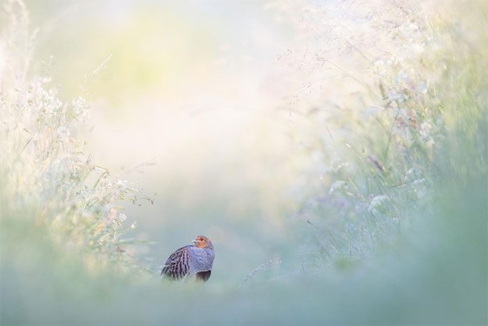 Photo of a Eurasian Hoopoe near Marburg, Germany.