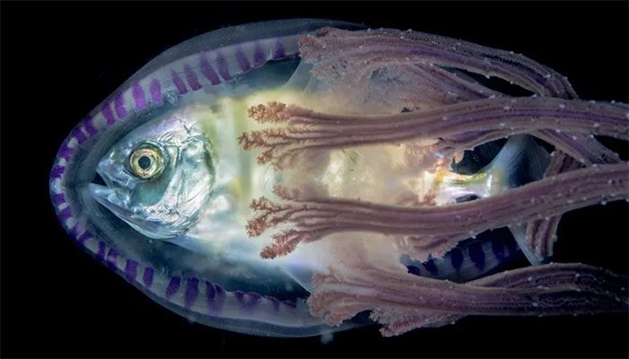 Some small fish are immune to jellyfish stings