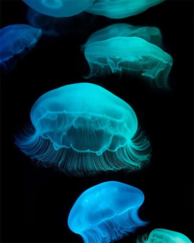 Under vibrant lights, transparent jellyfish become magical with blue hues