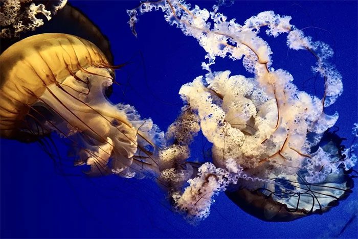 Pacific jellyfish viewed from above and below the water surface.