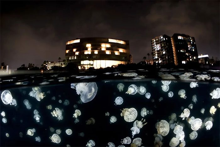 A swarm of spotted jellyfish can be seen in the ocean at the end of summer.