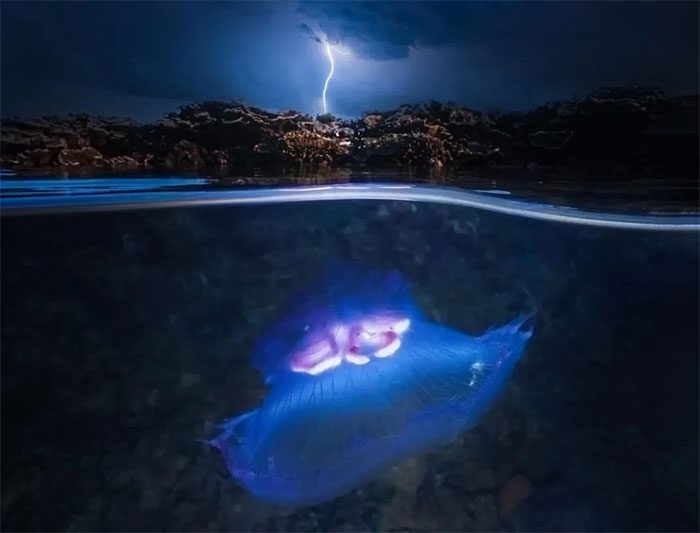 Many jellyfish produce light through bioluminescence.