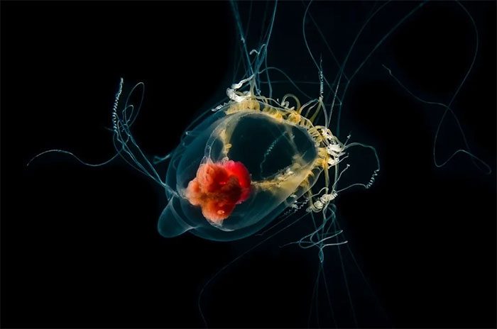 Jellyfish use their tentacles to sting.