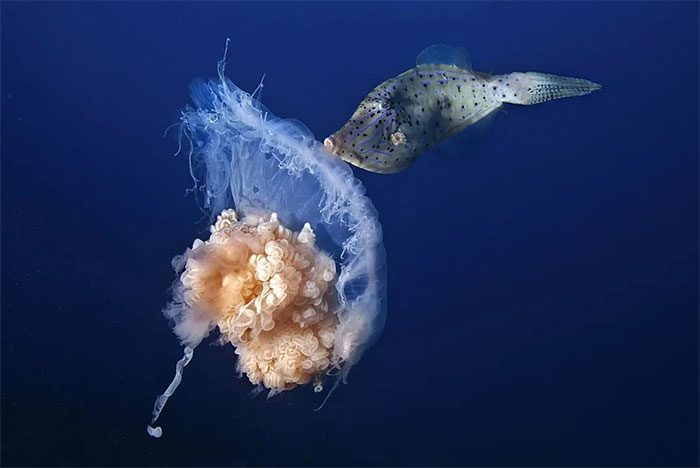 An accidental "kiss" between a jellyfish and a fish, making it seem like they are sharing a moment.