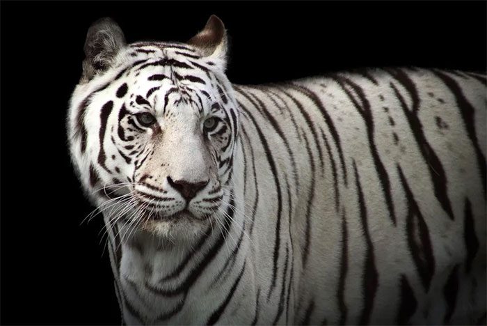 This is one of the very rare white tigers.