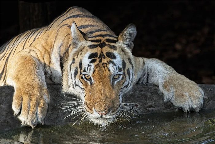 Looking into its eyes, it seems this tiger prefers to be alone.