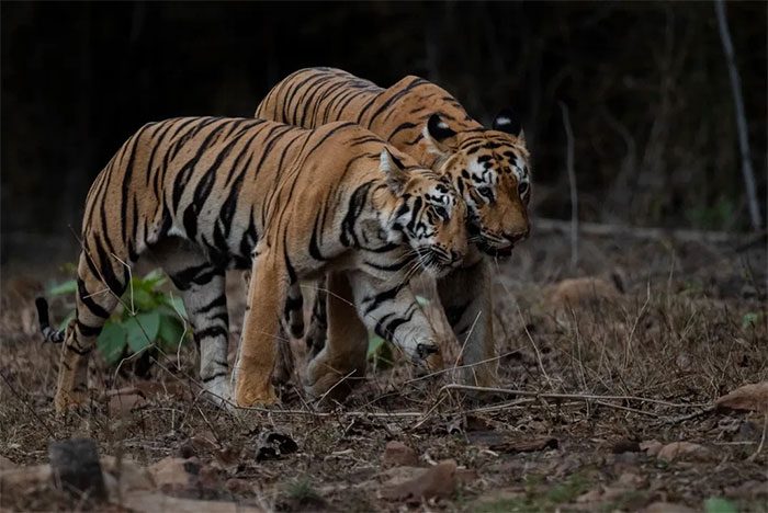 A tiger cub leaning against its mother to show affection.