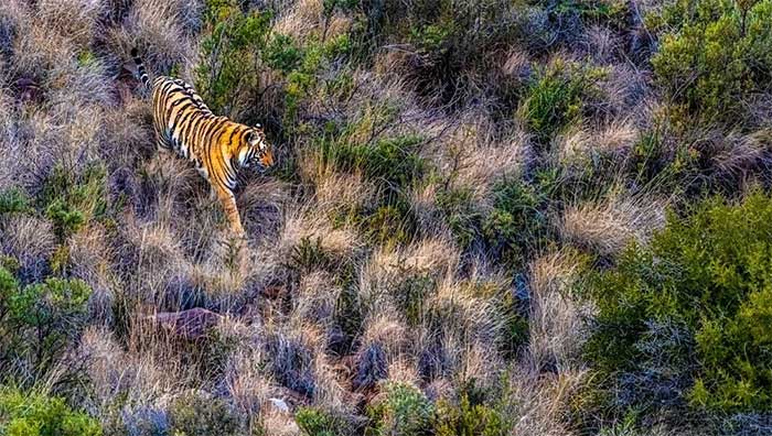 A tiger freely wandering around in search of food.