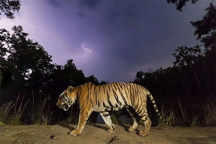 Tigers are primarily nocturnal.