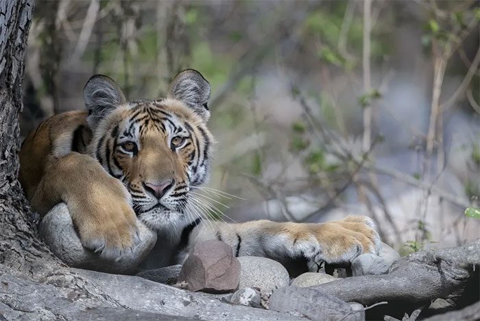 A one-year-old tiger sitting in the shade.