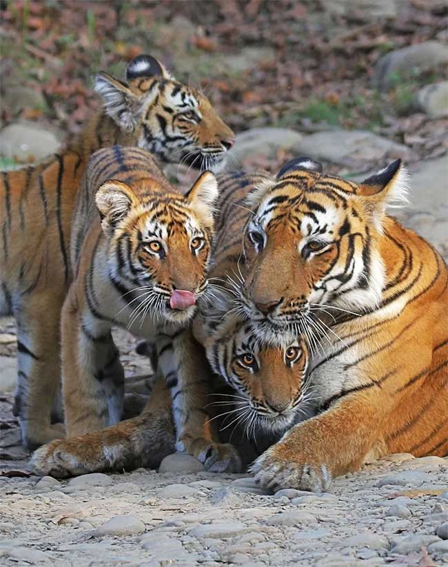 In the morning in India, a mother tiger and three cubs are enjoying the early sunshine.