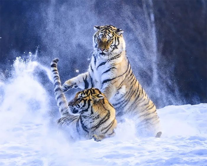 In the winter chill of 2017 in China, two tigers are playfully frolicking in the snow.