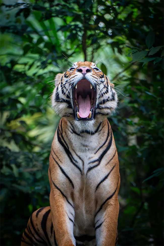 Tigers have about 30 teeth, some of which can be longer than 7 cm.