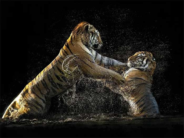 Two tiger cubs practicing fighting and hunting techniques.