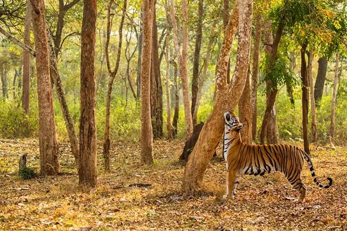 A tiger in India marking its territory by leaving scent on a tree.