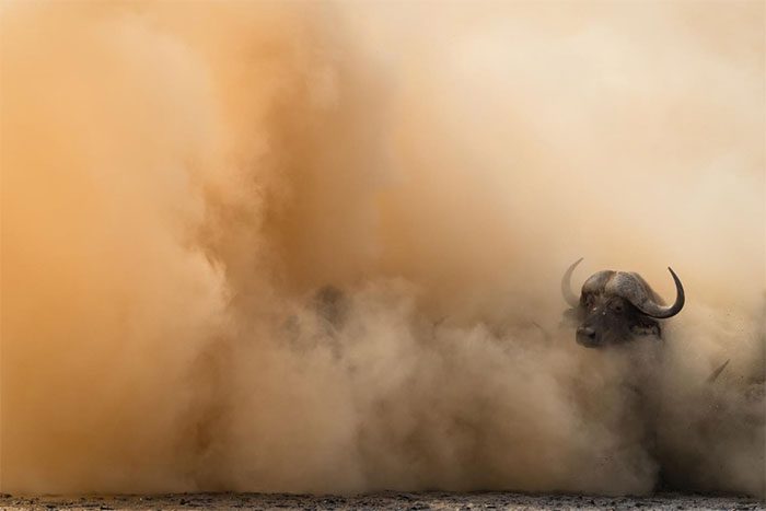 Photo of a herd of buffalo in Africa