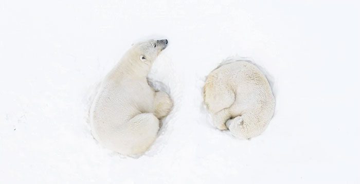 Image of two polar bears during mating season.