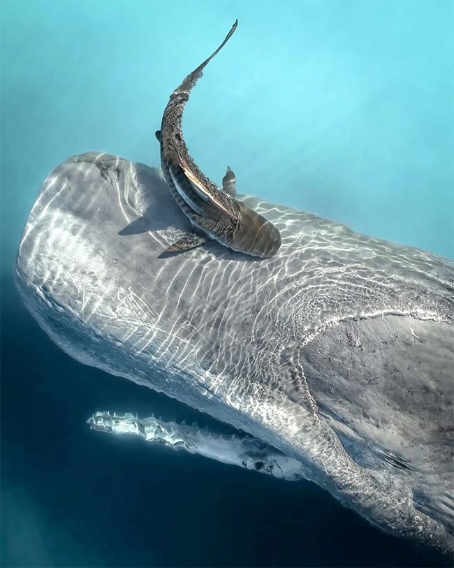 Photographer captures a dead sperm whale.