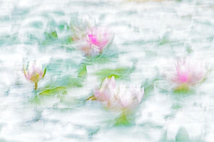 Photo of flowers in an impressionist style.